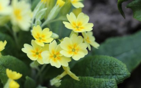 Primrose flower: A natural remedy with many benefits