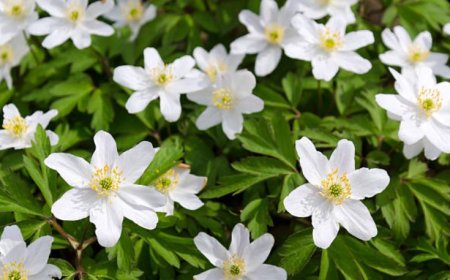 Wood anemone flowers: A delicate flower with surprising health benefits