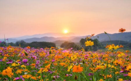 Yellow violet flowers: A delicate flower with surprising health benefits