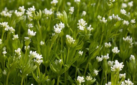 Woodruff Flower: Top 5 Health Benefits and How to Use It
