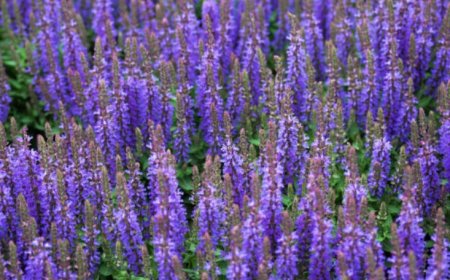 Speedwell: Top 5 benefits of this versatile herb
