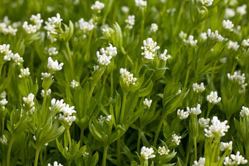 Woodruff Flower Top 5 Health Benefits And How To Use It Kehana