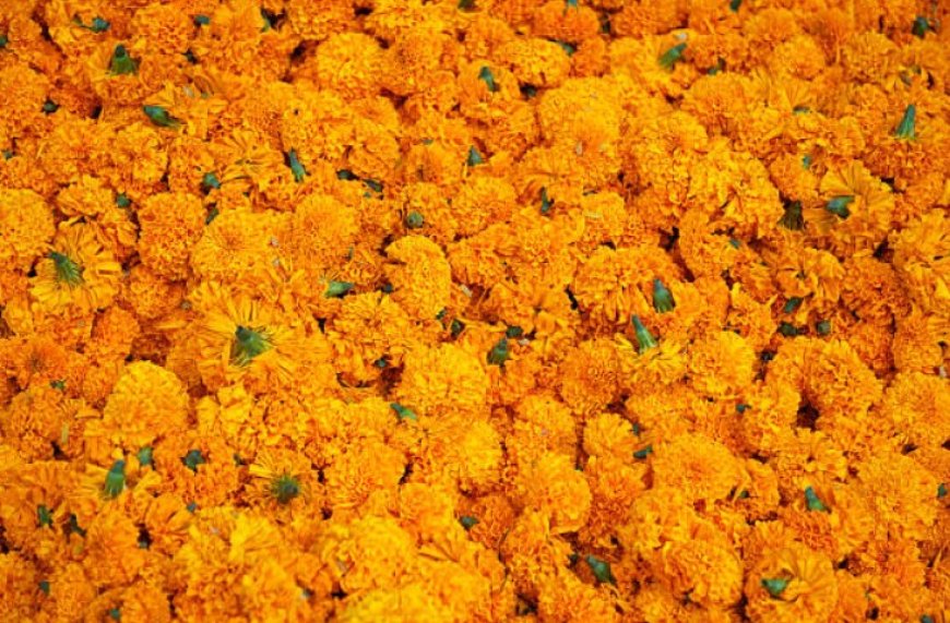Top 5 Benefits of Marigold Flower