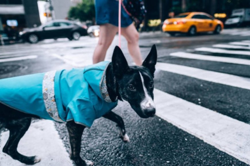 How to Take Care of Your Pet During the Rainy Season