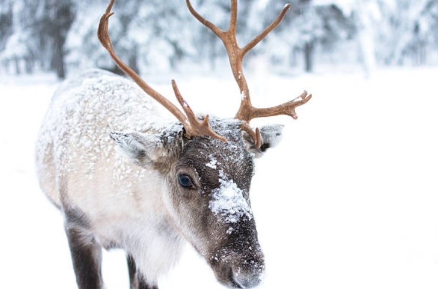 Lapland: A magical winter wonderland