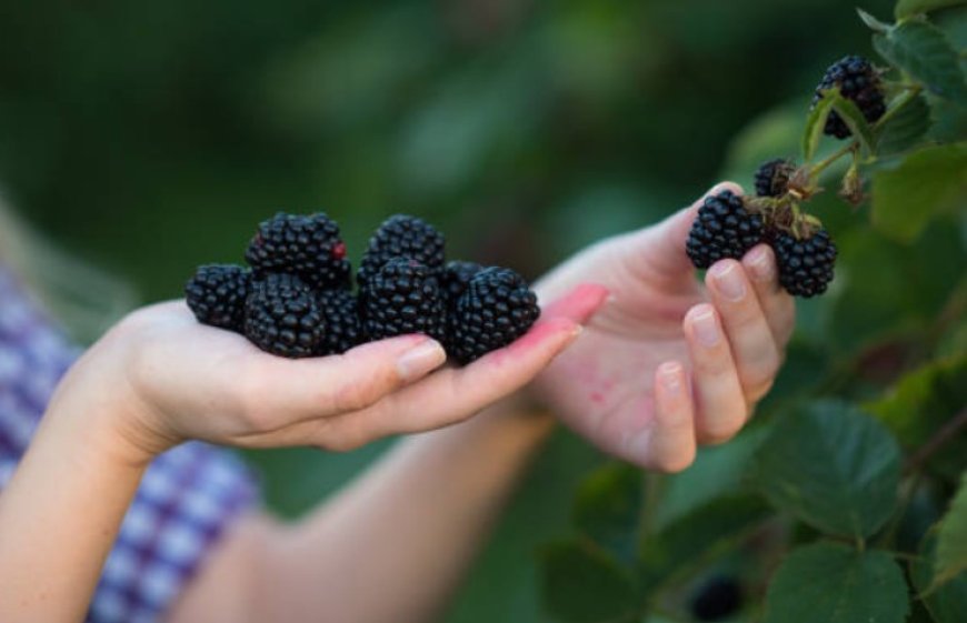 Mulberries: Nature's sweet and multifaceted gift to wellness