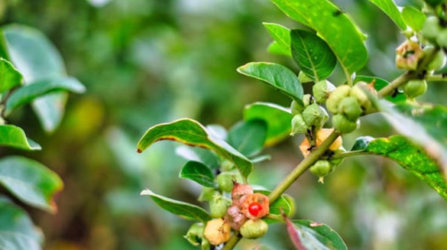 Ashwagandha: The Ancient Herb with Modern Health Benefits