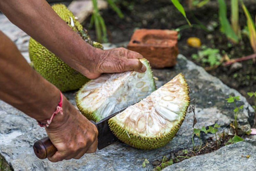 Jackfruit: A Tropical Superfood with Many Health Benefits