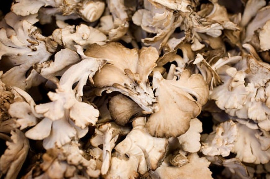 Top 5 Mushrooms for Your Health: Boost Immunity, Reduce Cancer Risk, and More