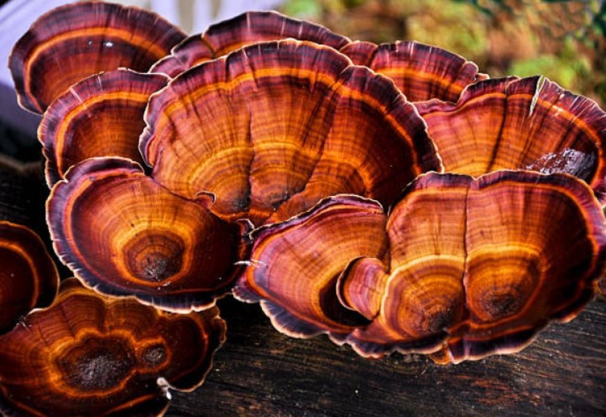 Top 5 Mushrooms for Your Health: Boost Immunity, Reduce Cancer Risk, and More