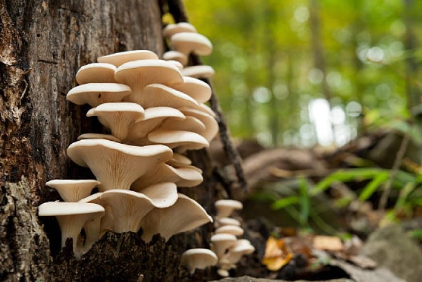 Top 5 Benefits of Oyster Mushrooms