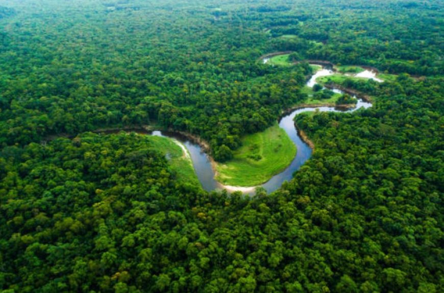 The Amazon Rainforest: A vital ecosystem