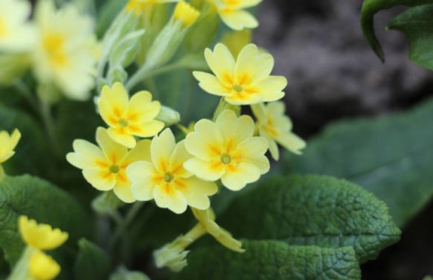 Primrose flower: A natural remedy with many benefits