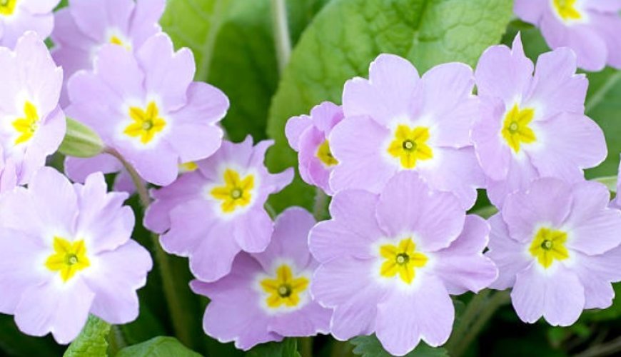 Primrose flower: A natural remedy with many benefits