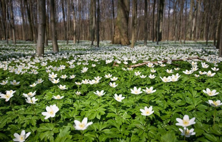 Wood anemone flowers: A delicate flower with surprising health benefits