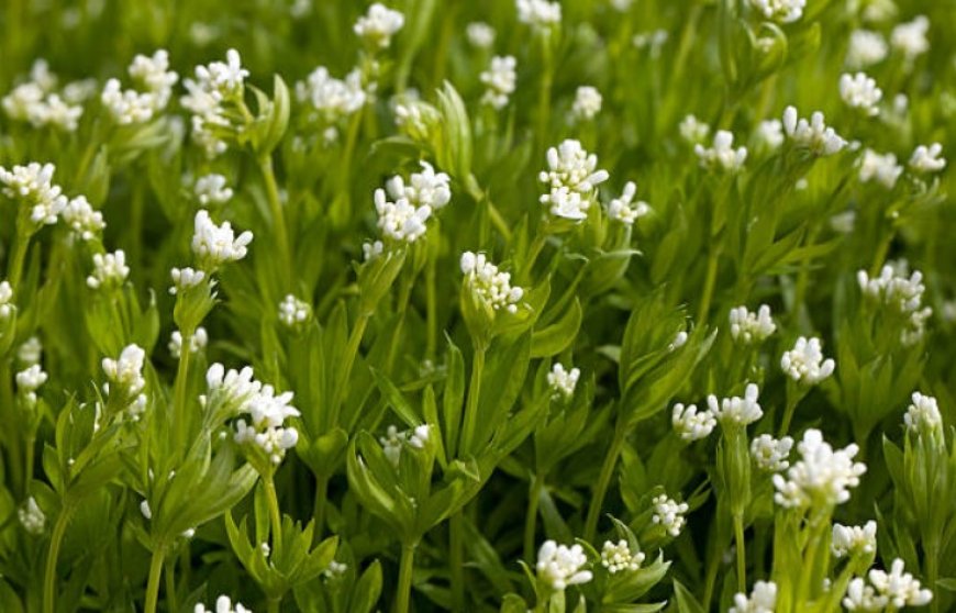 Woodruff Flower: Top 5 Health Benefits and How to Use It