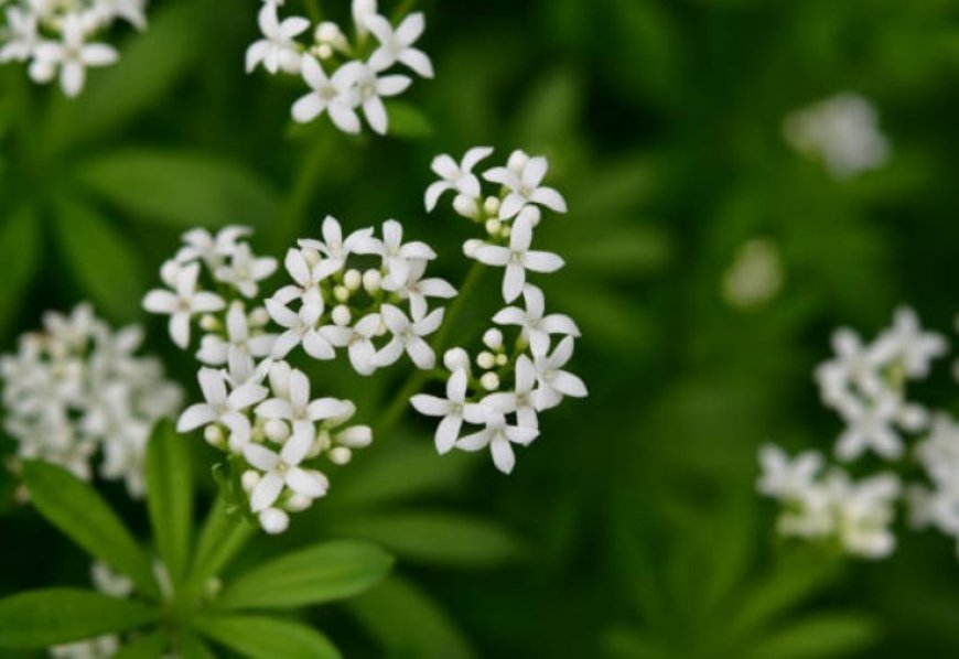 Woodruff Flower: Top 5 Health Benefits and How to Use It