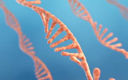 RNA vs. DNA: Key Differences and Functions