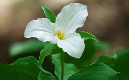 Trillium Flowers: A Delight for the Senses and a Boon for the Environment