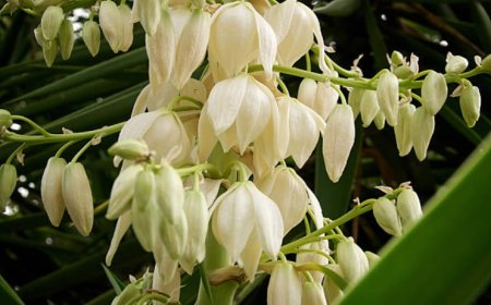 Solomon's Seal: A Versatile Herb with a Wealth of Benefits