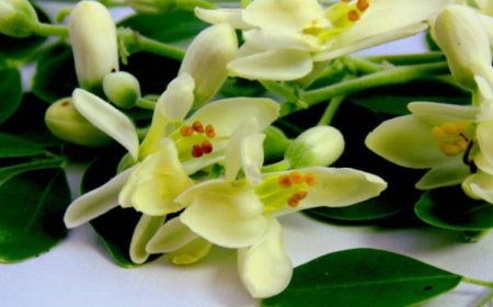 Top 5 benefits of heather flowers