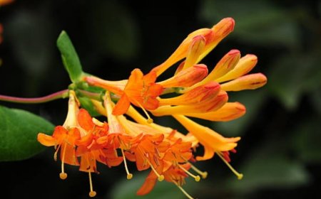 Honeysuckle Flowers: A Fragrant and Beneficial Addition to Your Diet