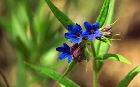 Lungwort Flowers: A Beautiful and Beneficial Flower with Many Uses