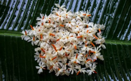 Top 5 benefits of night flowering jasmines: Fragrance, medicinal properties, ornamental value, environmental benefits, and cultural significance