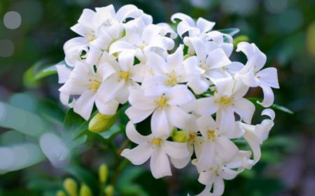 Top 5 benefits of orange jasmine: A fragrant and versatile plant
