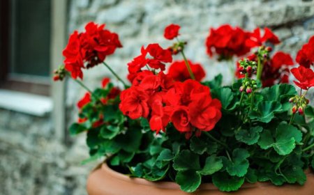 Geranium flowers: 5 benefits of these beautiful and versatile blooms
