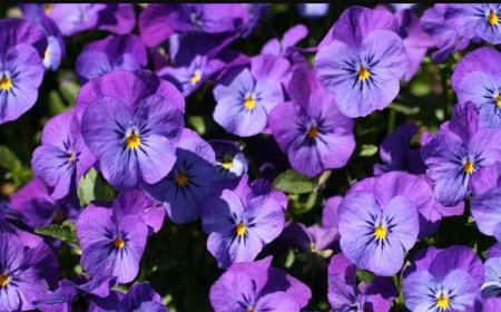 Violent Flowers: Benefits Beyond the Bite