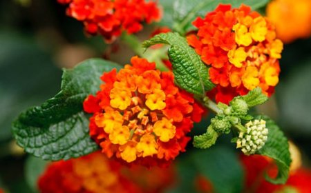 Lantana Flowers: A Beautiful and Beneficial Plant for Your Garden