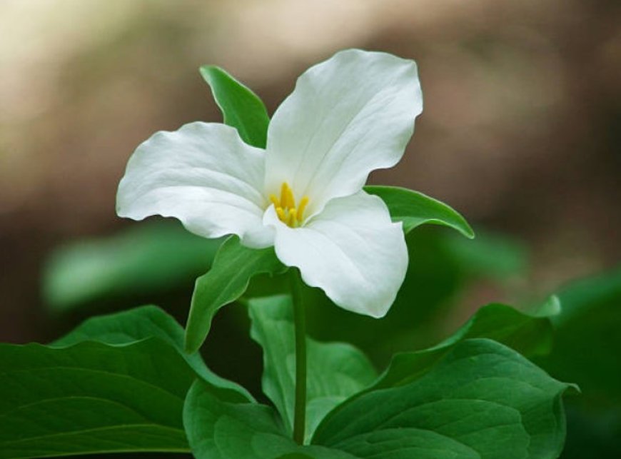 Trillium Flowers: A Delight for the Senses and a Boon for the Environment