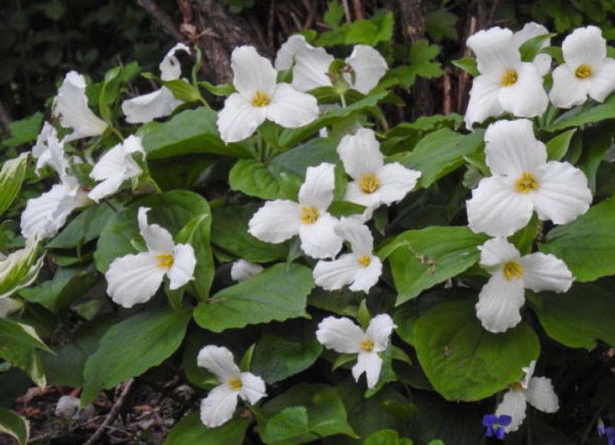 Trillium Flowers: A Delight for the Senses and a Boon for the Environment