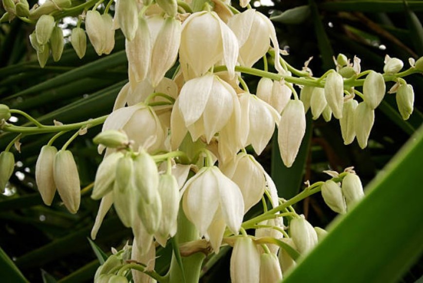 Solomon's Seal: A Versatile Herb with a Wealth of Benefits