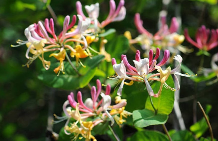 Honeysuckle Flowers: A Fragrant and Beneficial Addition to Your Diet