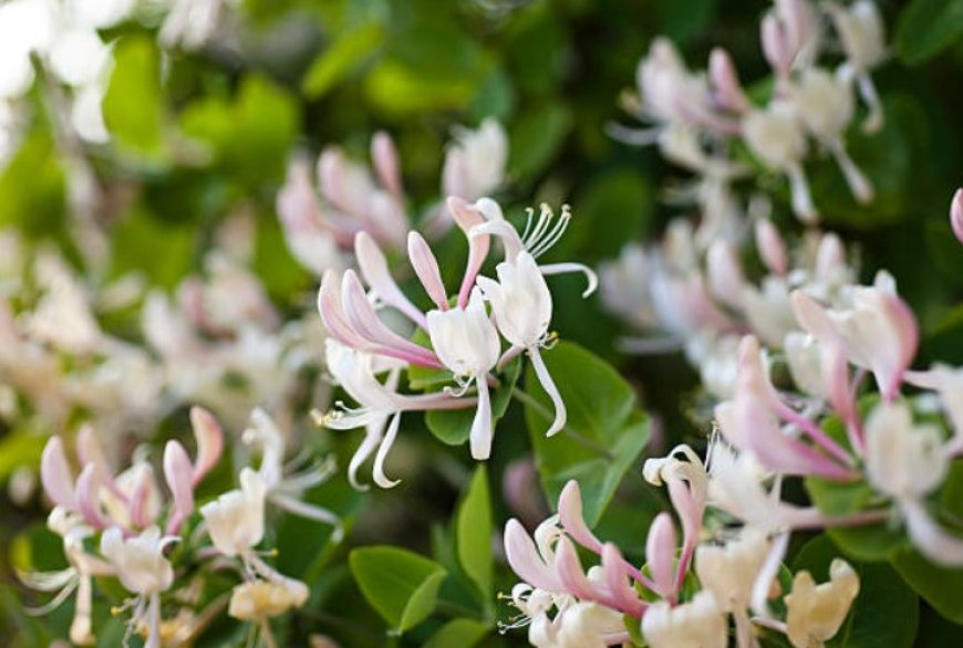 Honeysuckle Flowers: A Fragrant and Beneficial Addition to Your Diet