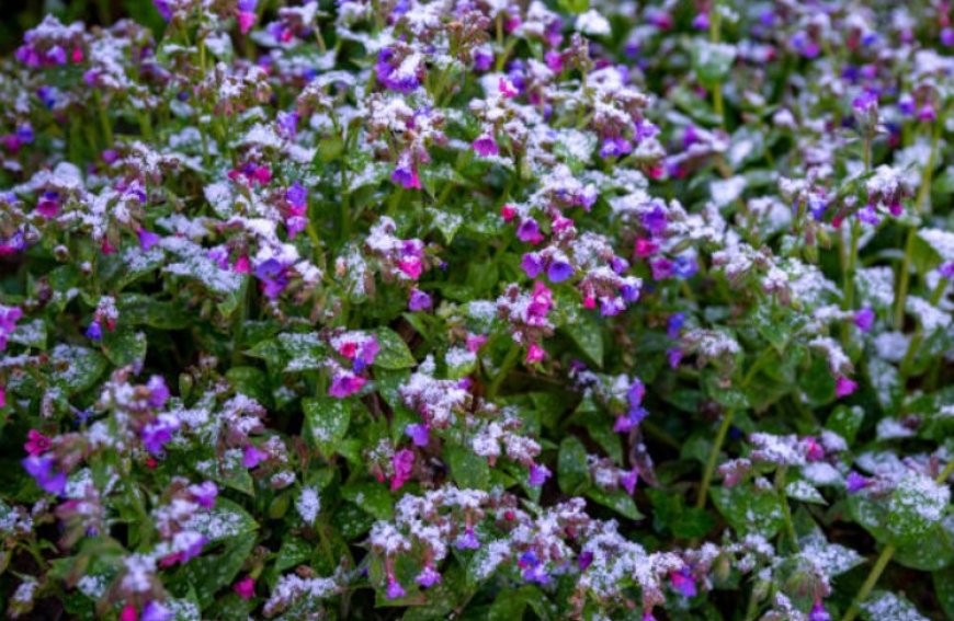 Lungwort Flowers: A Beautiful and Beneficial Flower with Many Uses