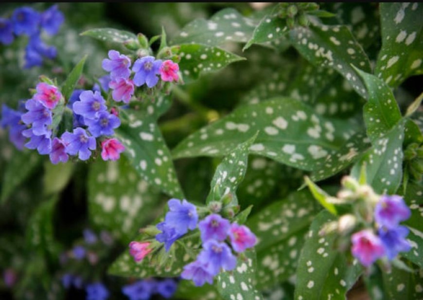 Lungwort Flowers: A Beautiful and Beneficial Flower with Many Uses