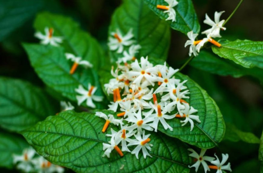 Top 5 benefits of night flowering jasmines: Fragrance, medicinal properties, ornamental value, environmental benefits, and cultural significance