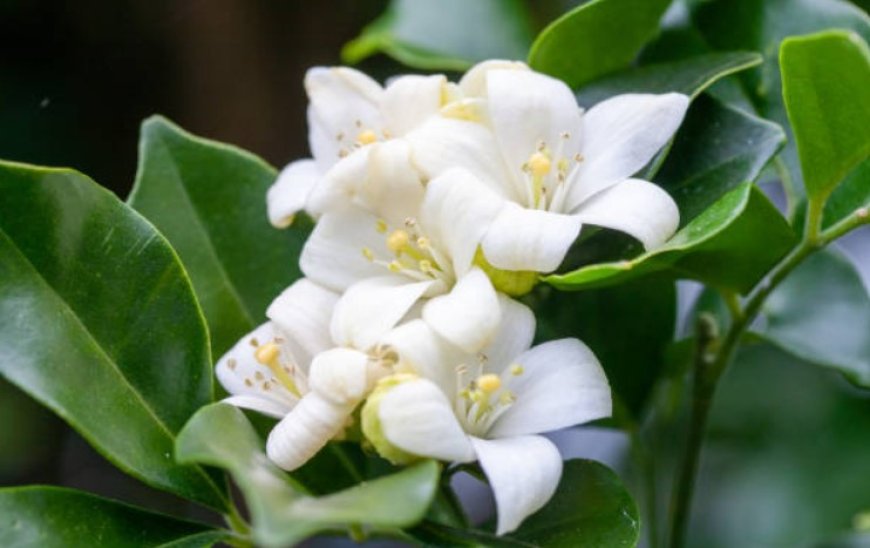 Top 5 benefits of orange jasmine: A fragrant and versatile plant