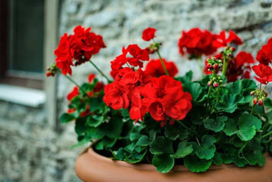Geranium flowers: 5 benefits of these beautiful and versatile blooms