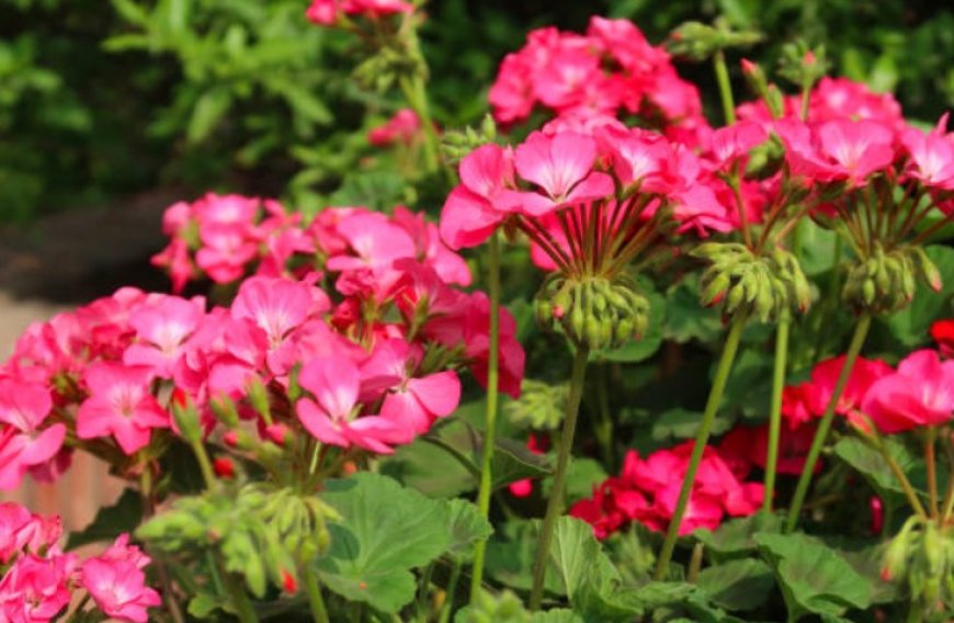 Geranium flowers: 5 benefits of these beautiful and versatile blooms