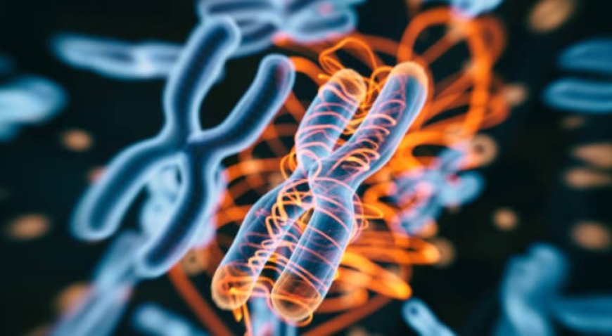 Chromosomes: The building blocks of life