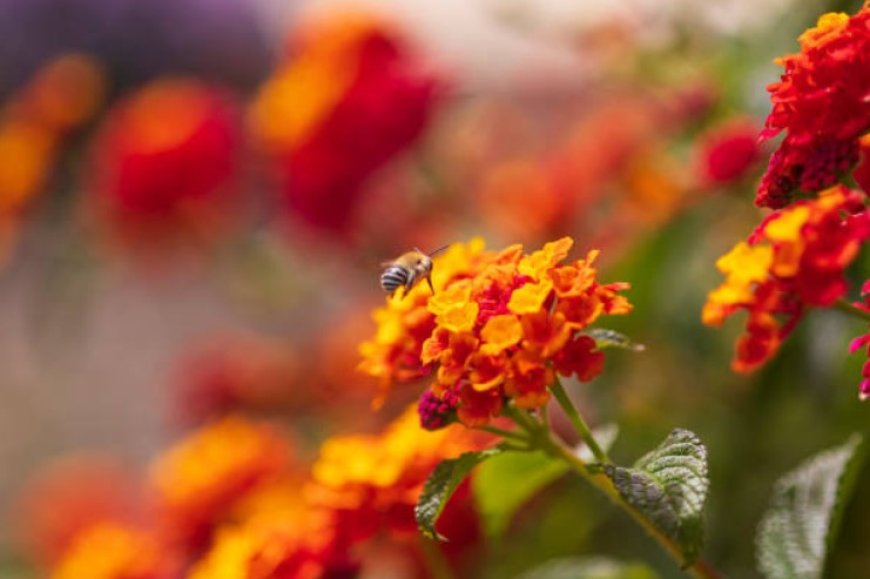 Lantana Flowers: A Beautiful and Beneficial Plant for Your Garden